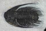 Phaetonellus Trilobite (Uncommon Proetid) - Morocco #134376-5